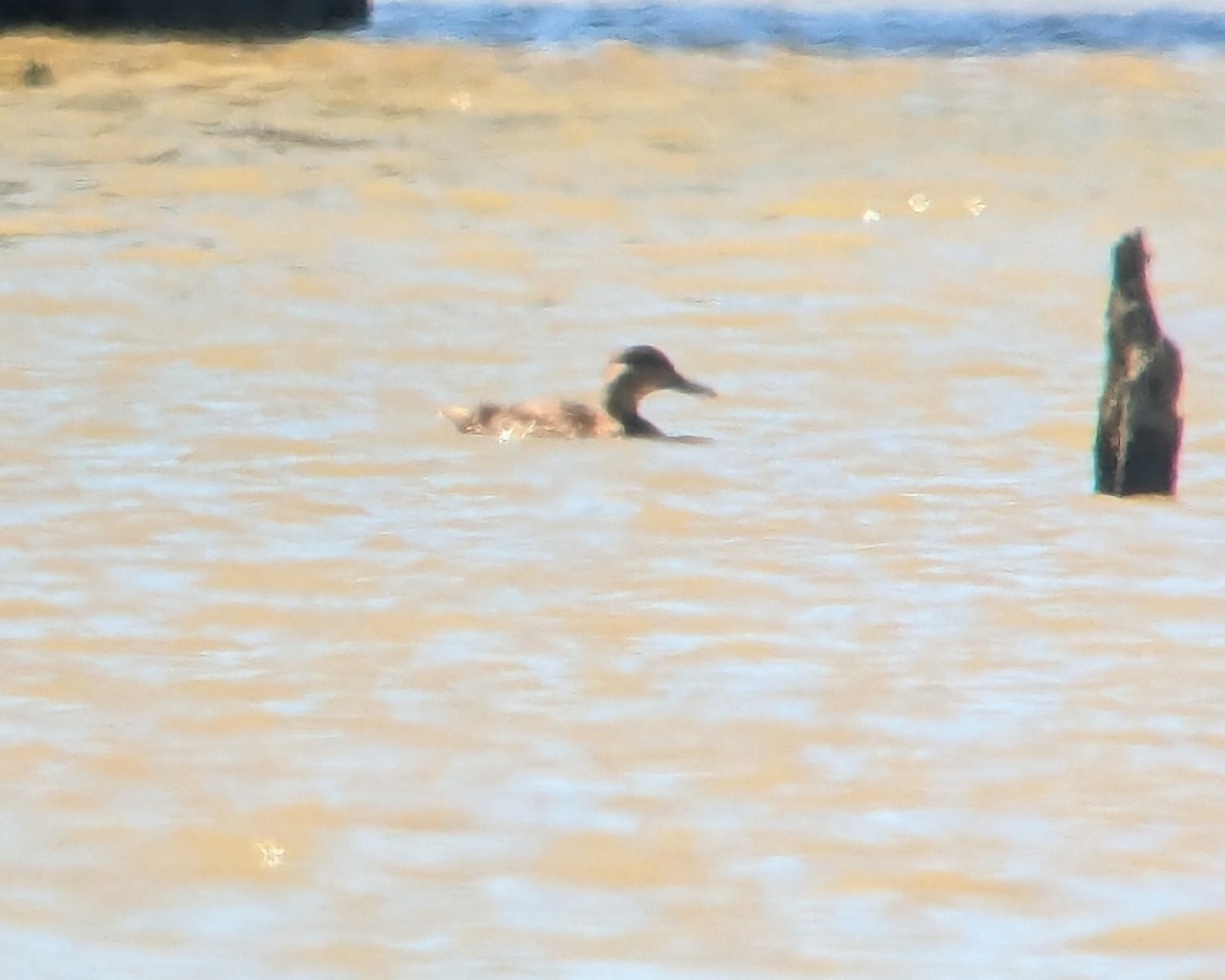 American Black/Mottled Duck - ML623467636