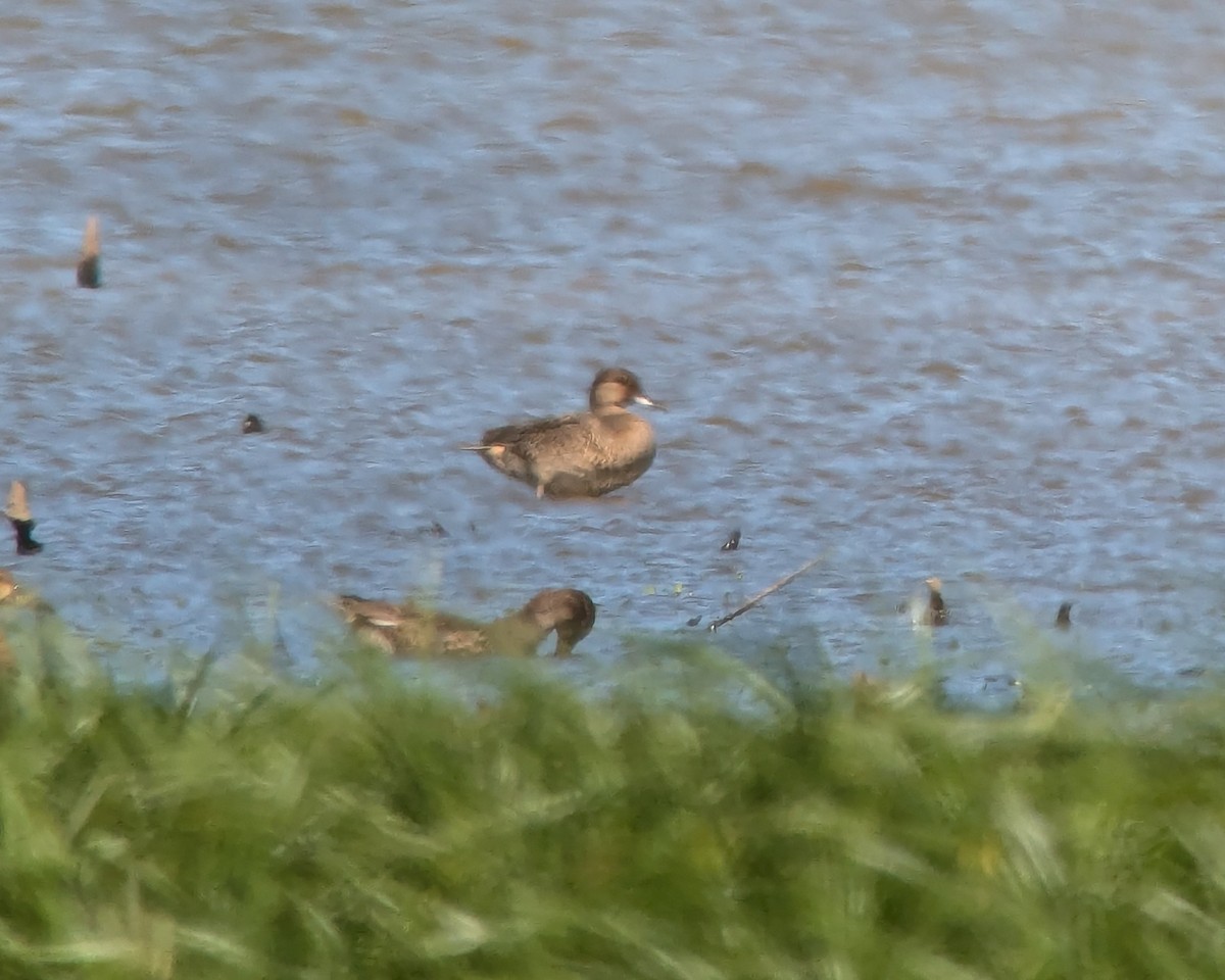 Green-winged Teal - ML623467640