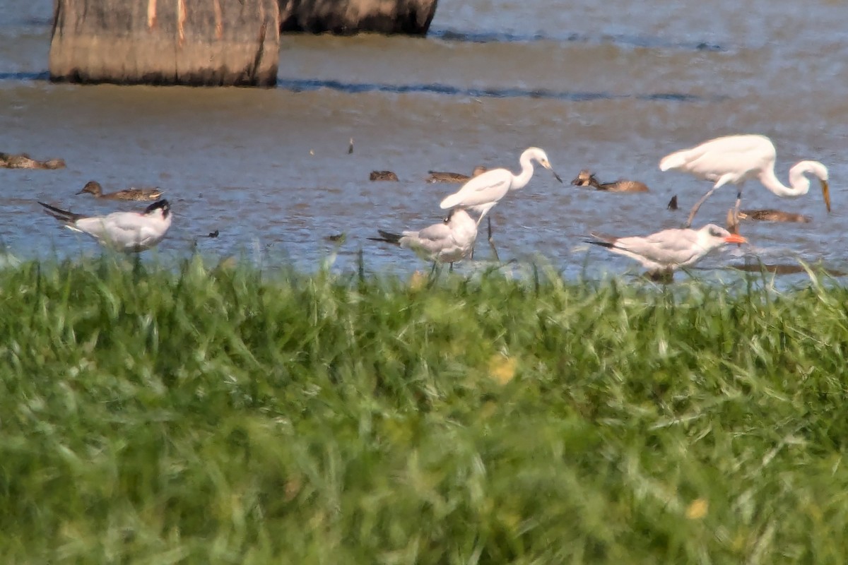 Caspian Tern - ML623467642