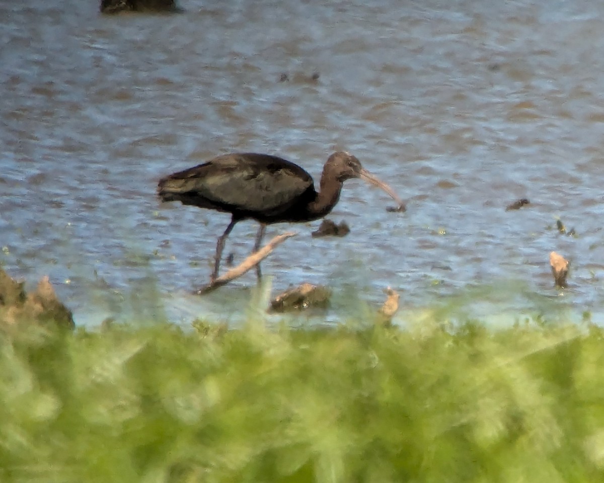 Ibis falcinelle ou I. à face blanche - ML623467647