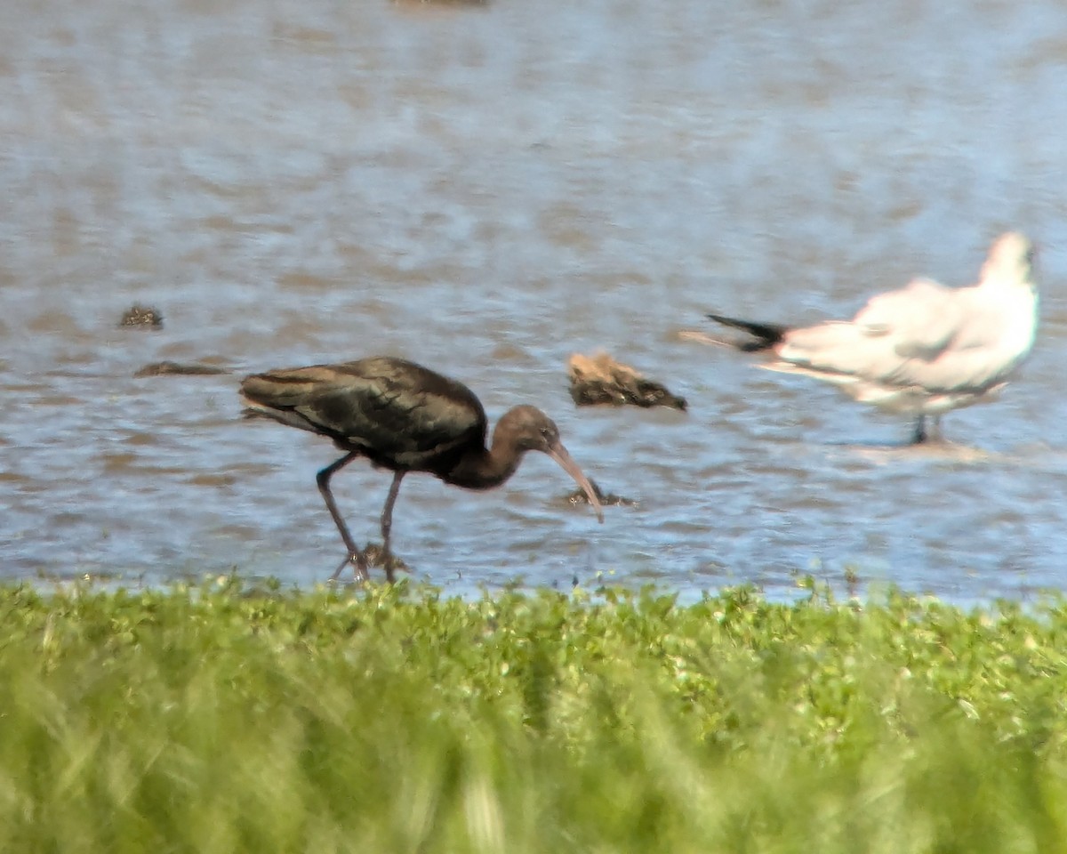 Ibis falcinelle ou I. à face blanche - ML623467648