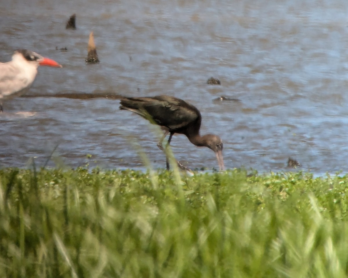 Glossy/White-faced Ibis - ML623467649