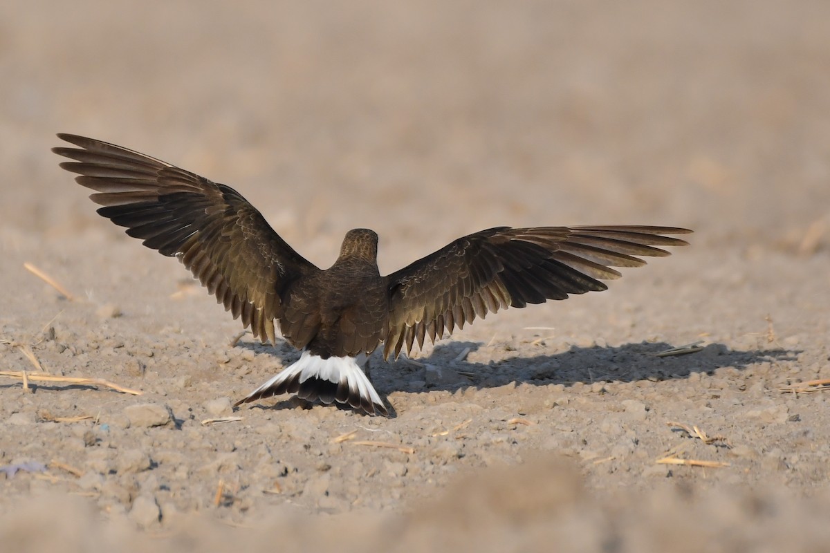 Black-winged Pratincole - ML623467650