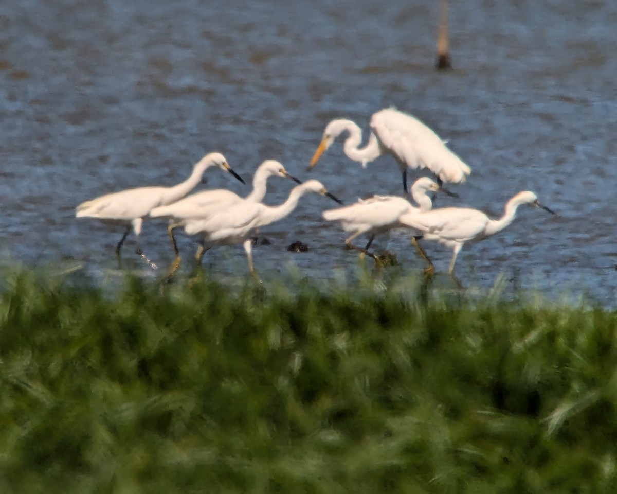 Snowy Egret - ML623467655