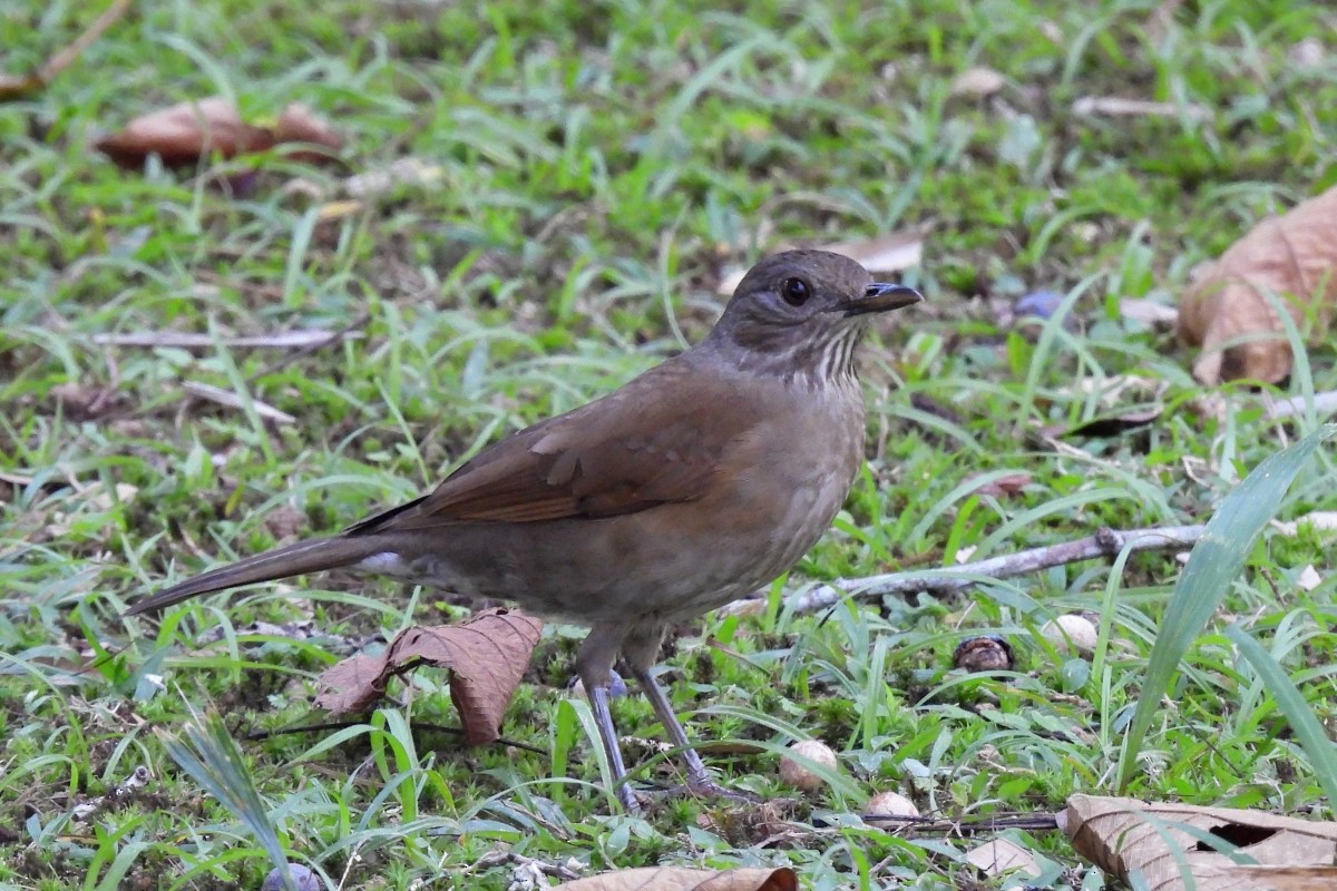 Pale-breasted Thrush - ML623467657