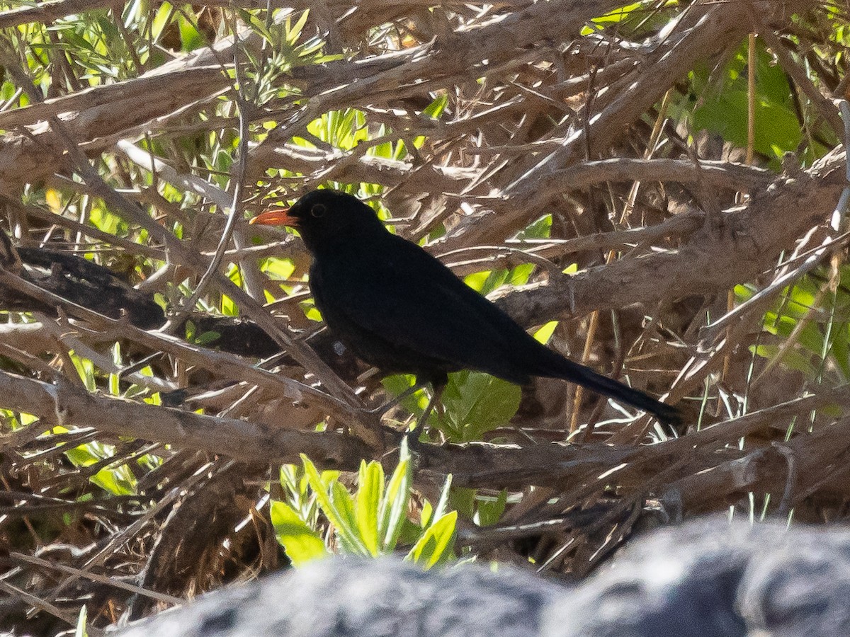 Eurasian Blackbird - Ian Burgess