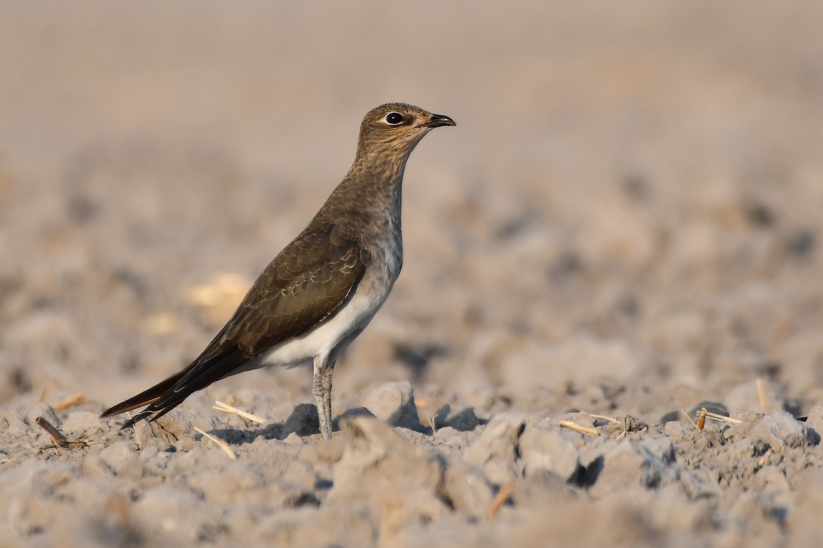 Black-winged Pratincole - ML623467705