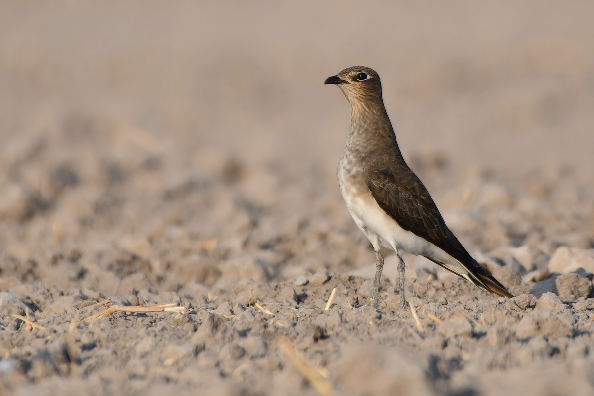 Black-winged Pratincole - ML623467706