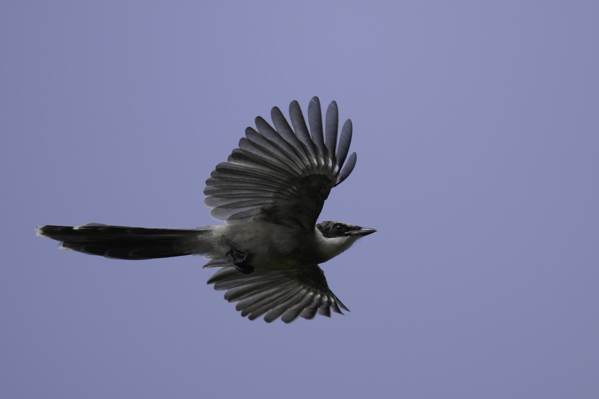 Azure-winged Magpie - ML623467707