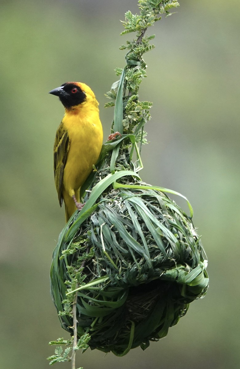 Vitelline Masked-Weaver - ML623467712