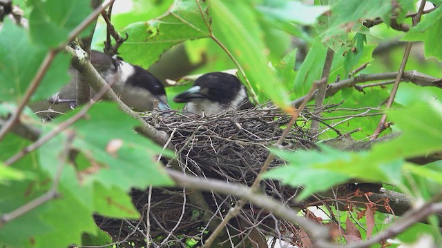 Gray Butcherbird - ML623467718