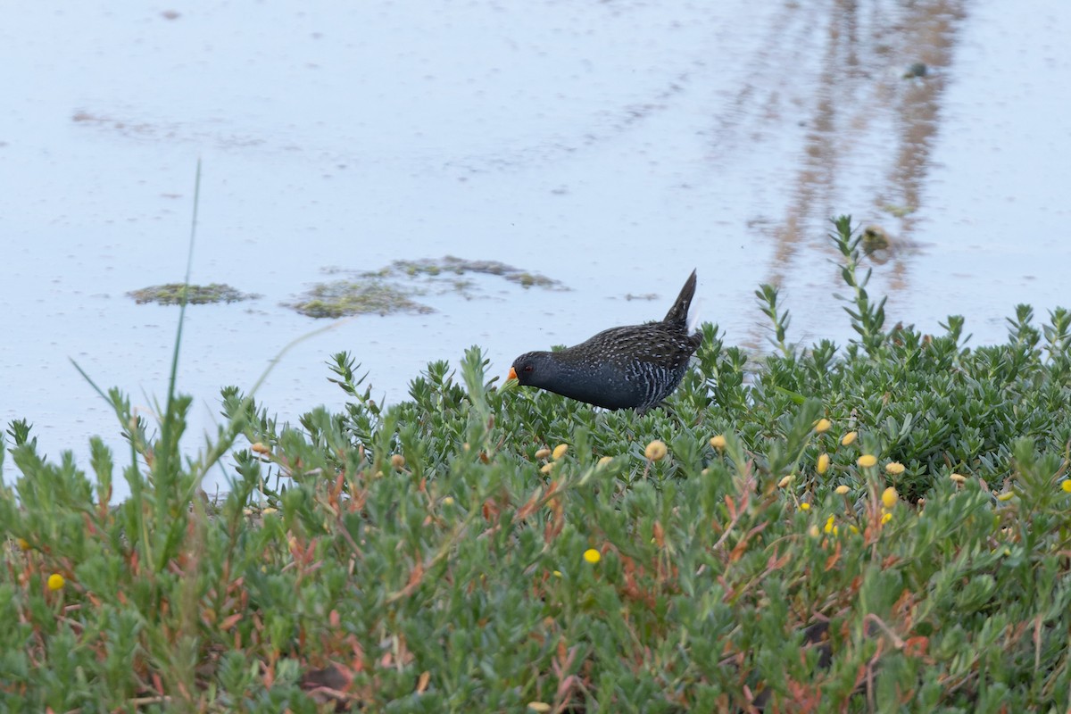 Australian Crake - ML623467756