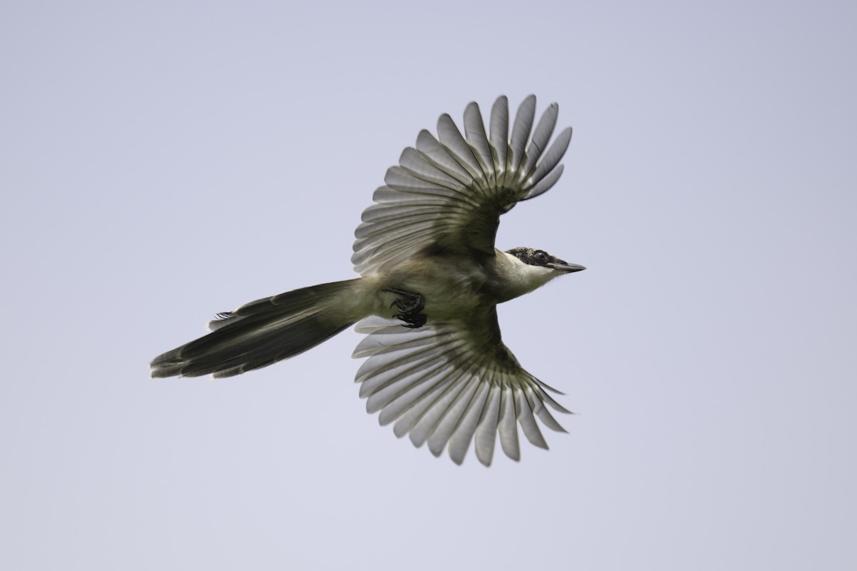 Azure-winged Magpie - ML623467765