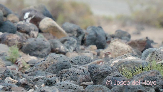 Barbary Partridge - ML623467799