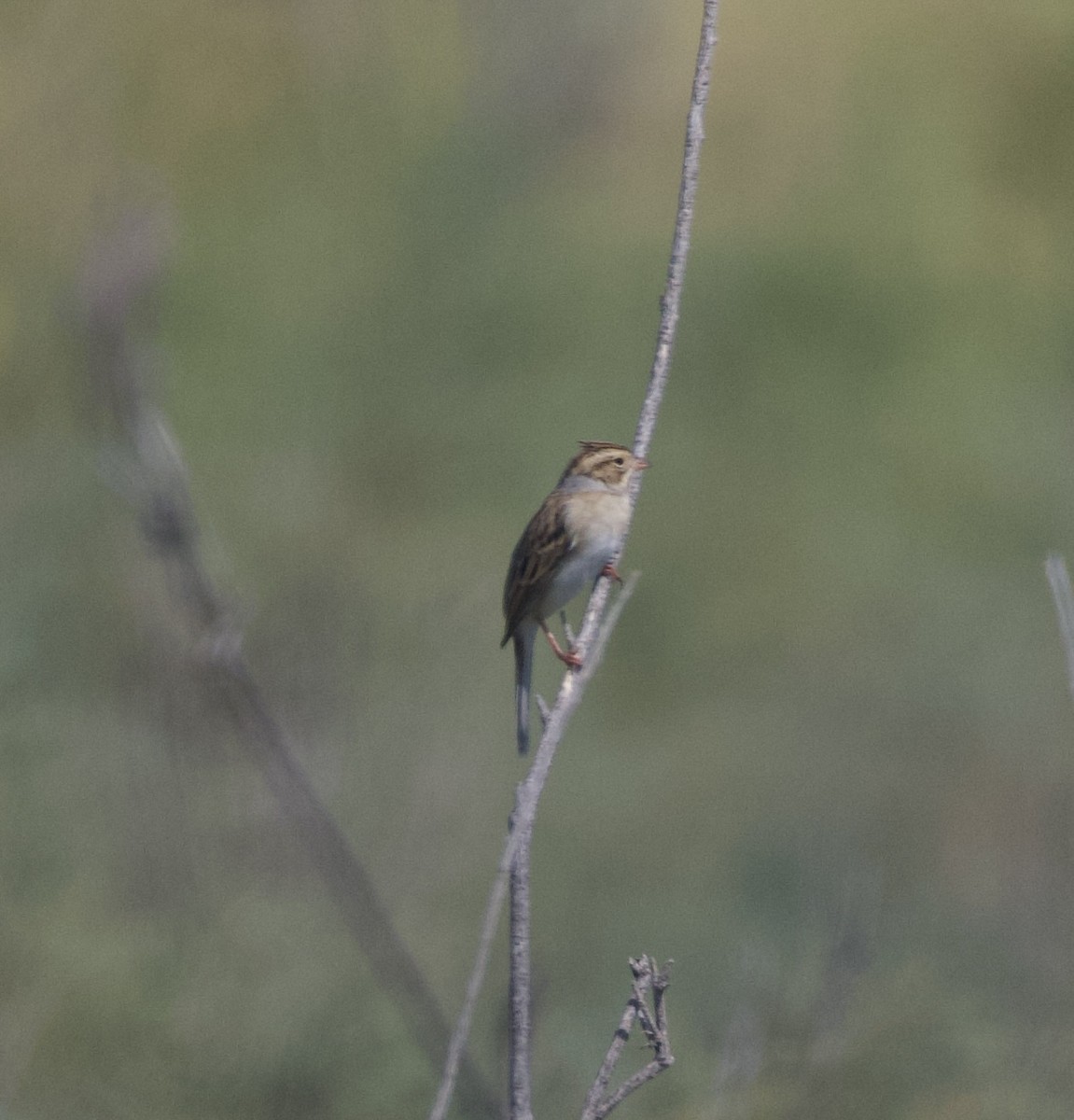 Clay-colored Sparrow - McKay Olson