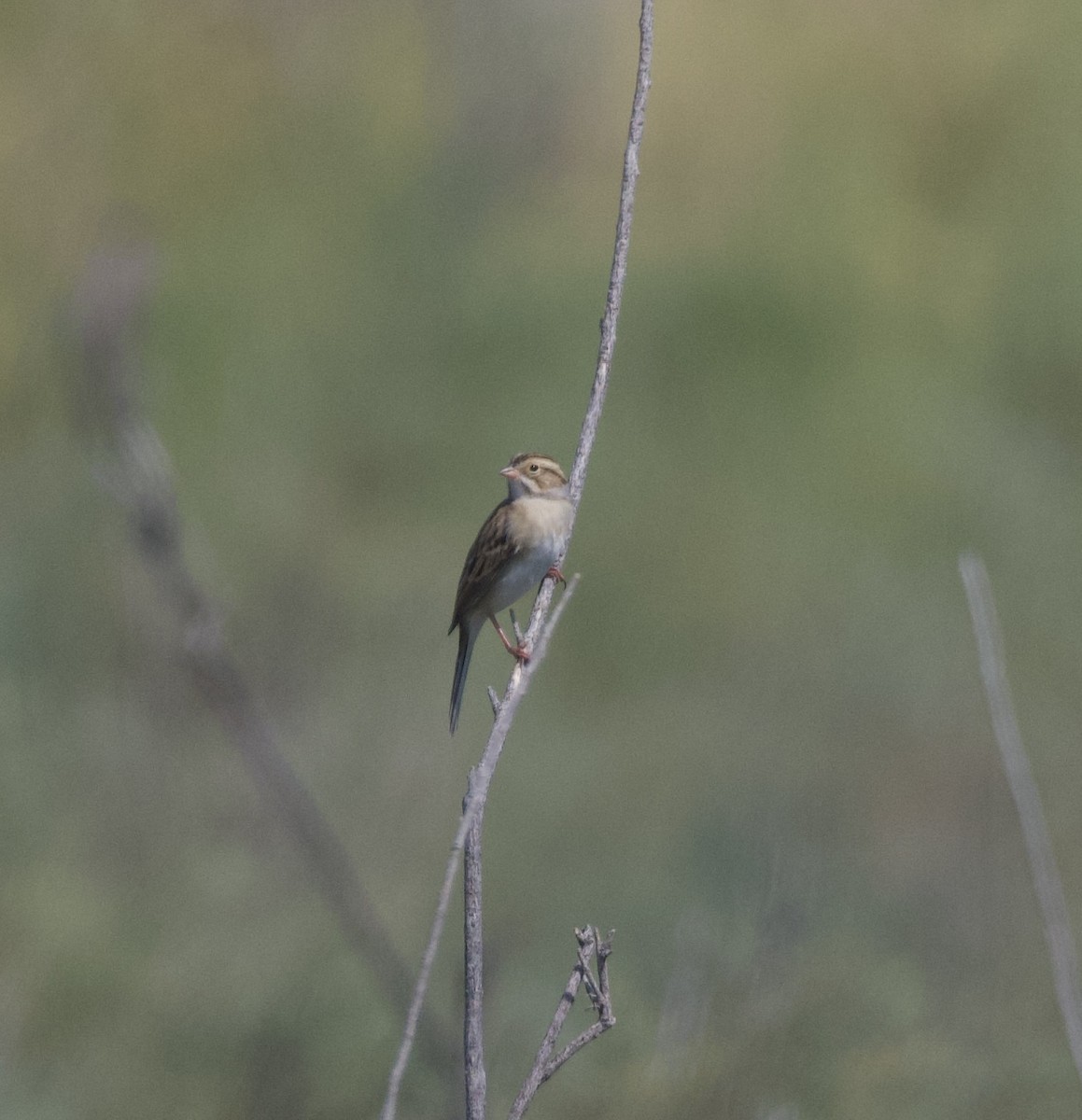 Clay-colored Sparrow - ML623467801