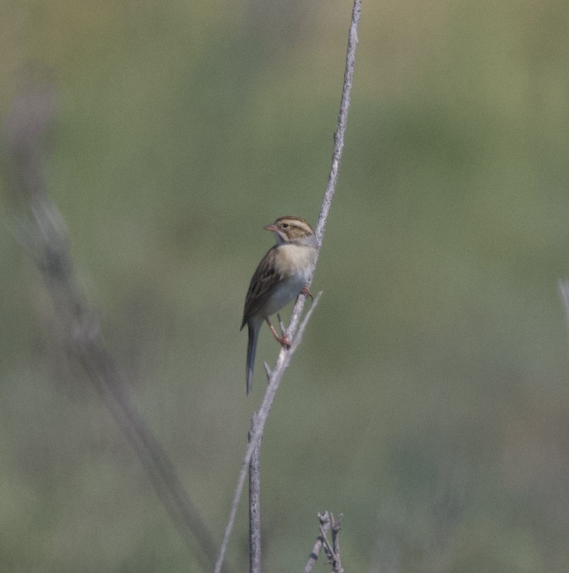 Clay-colored Sparrow - McKay Olson