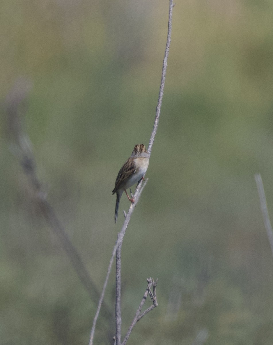 Clay-colored Sparrow - ML623467803