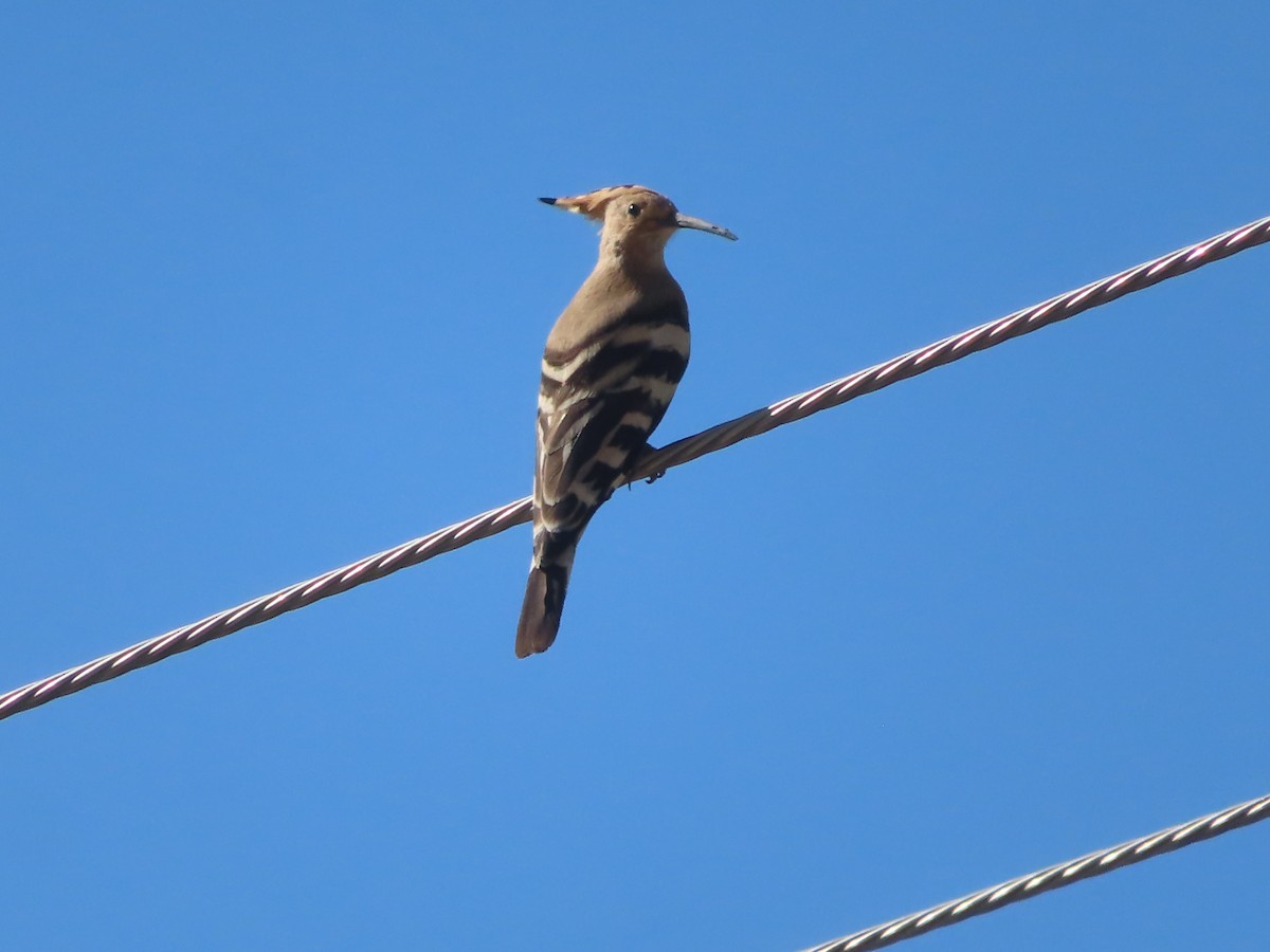 Eurasian Hoopoe - ML623467804