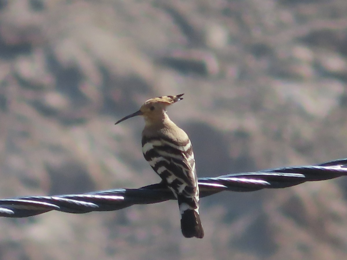 Eurasian Hoopoe - ML623467805