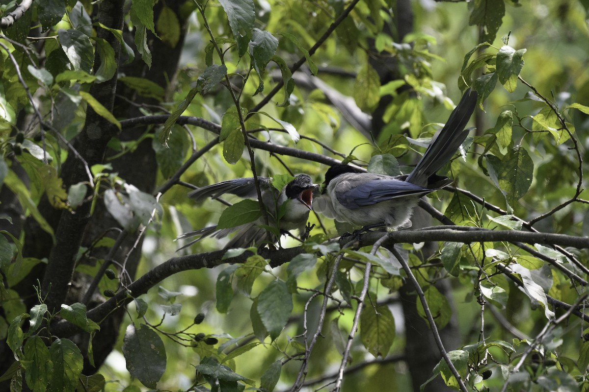 Azure-winged Magpie - ML623467826