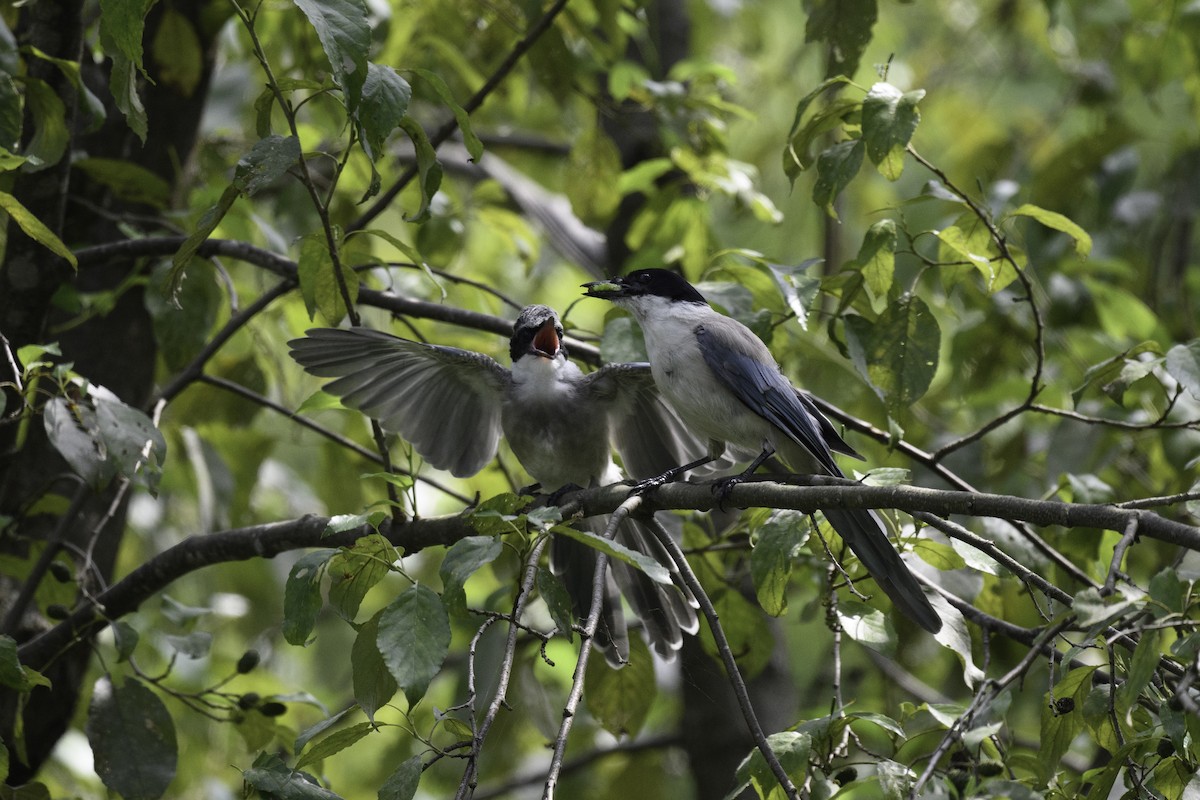 Azure-winged Magpie - ML623467827