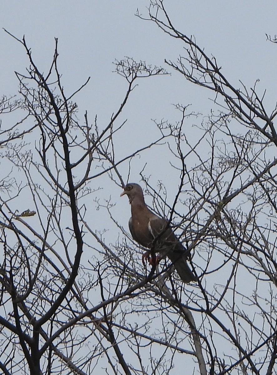 Bare-eyed Pigeon - ML623467829