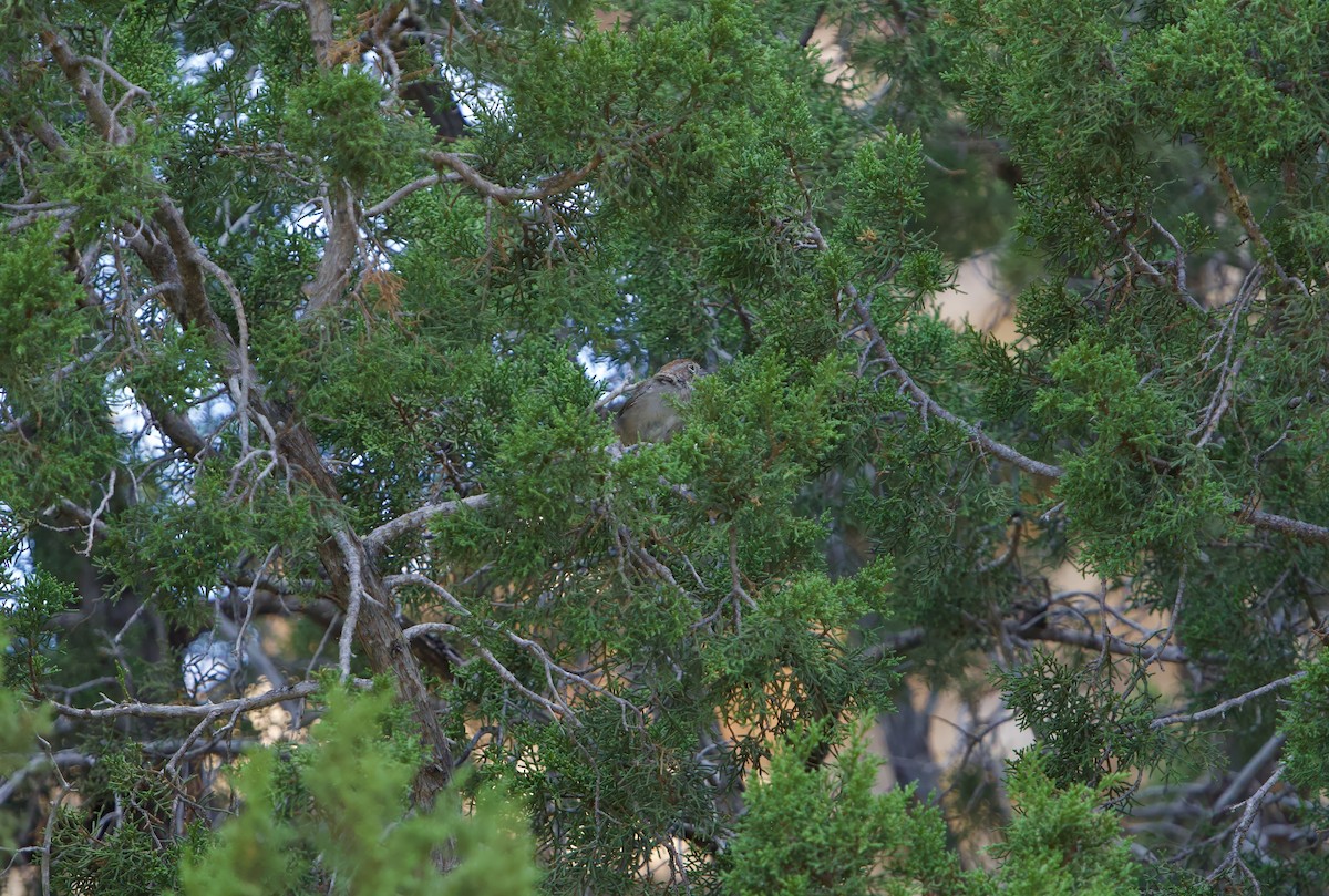 Rufous-crowned Sparrow - ML623467830