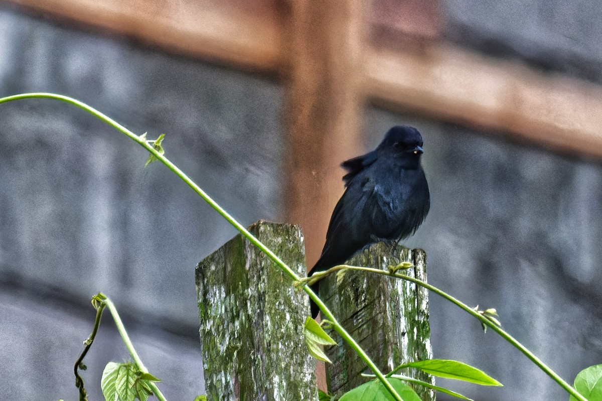 Northern Black-Flycatcher - FELIX-MARIE AFFA'A