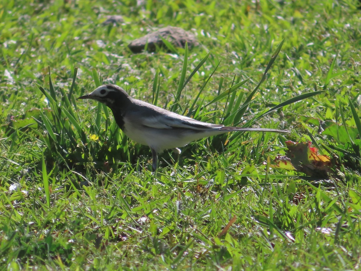 White Wagtail - ML623467836