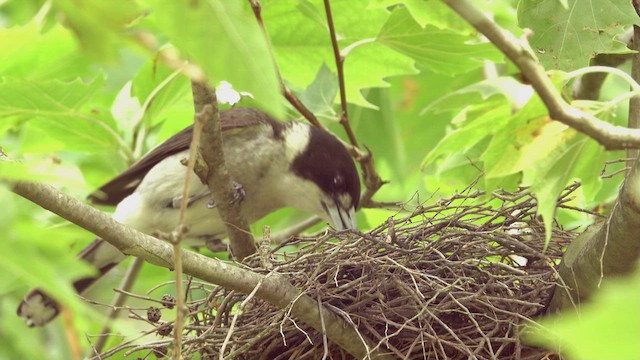 Gray Butcherbird - ML623467950