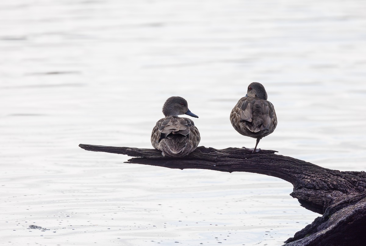 Gray Teal - Paul Rankin