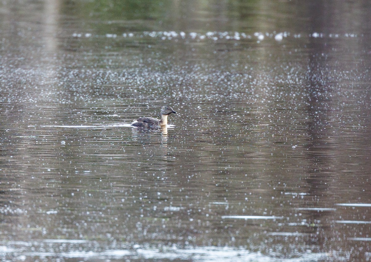 Hoary-headed Grebe - Paul Rankin