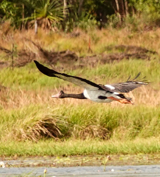 Magpie Goose - Kathleen Horn