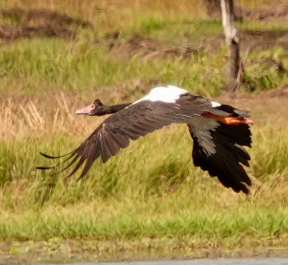 カササギガン - ML623468038