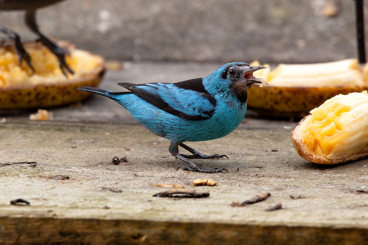 Black-legged Dacnis - ML623468044