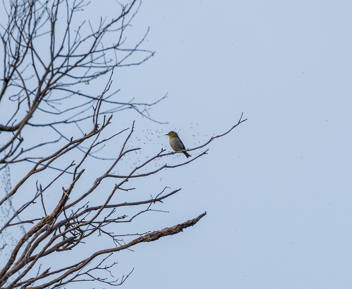 Silvereye - ML623468045