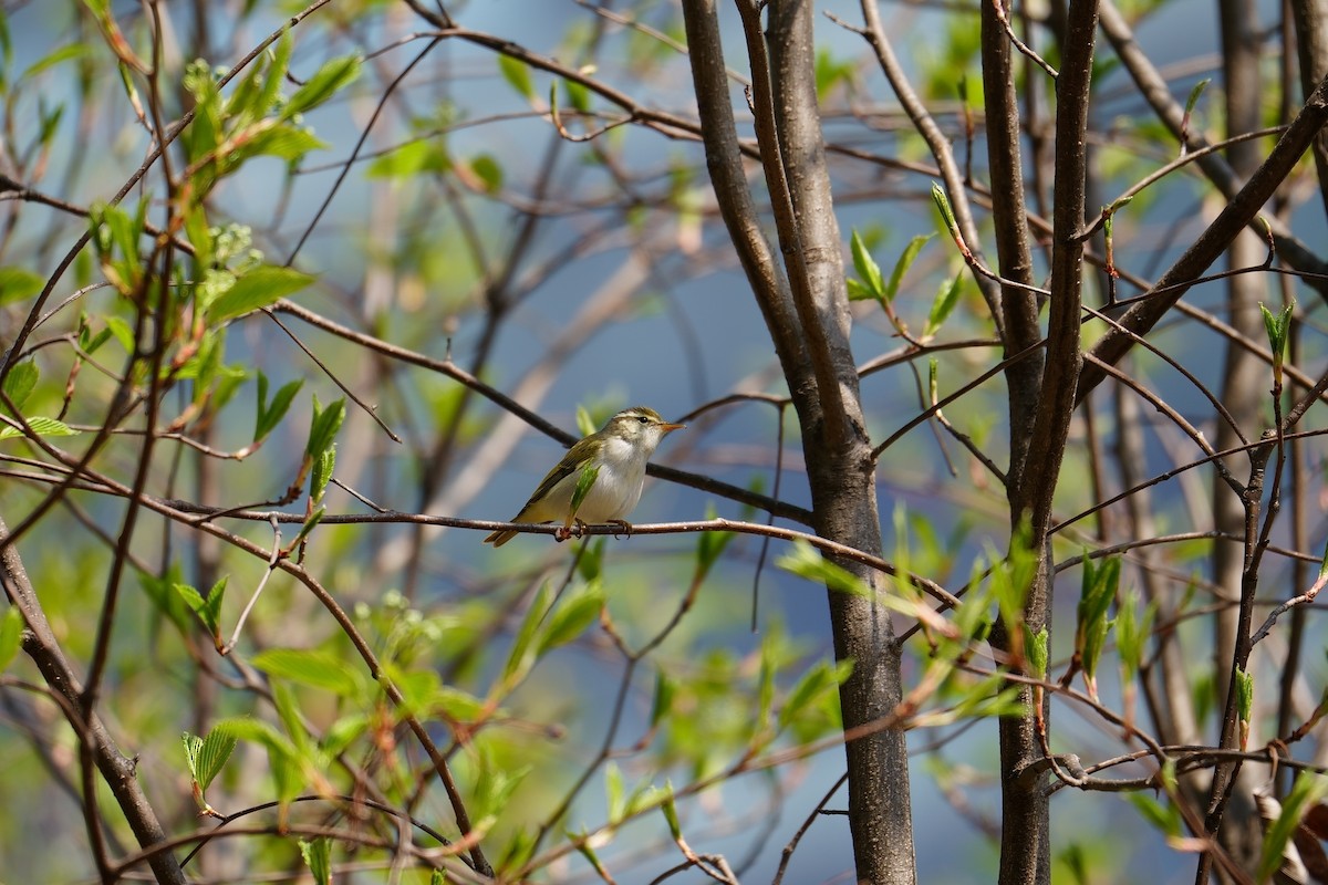 Eastern Crowned Warbler - ML623468059