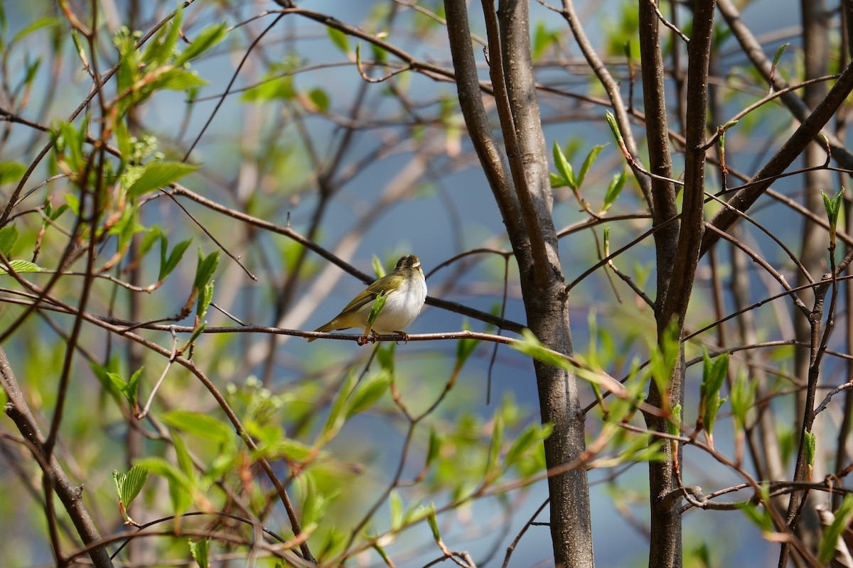 Eastern Crowned Warbler - ML623468060