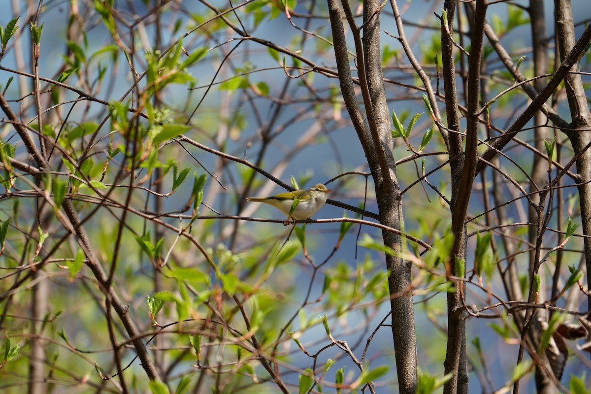 Eastern Crowned Warbler - ML623468061