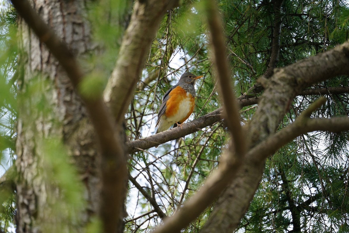 Gray-backed Thrush - ML623468063