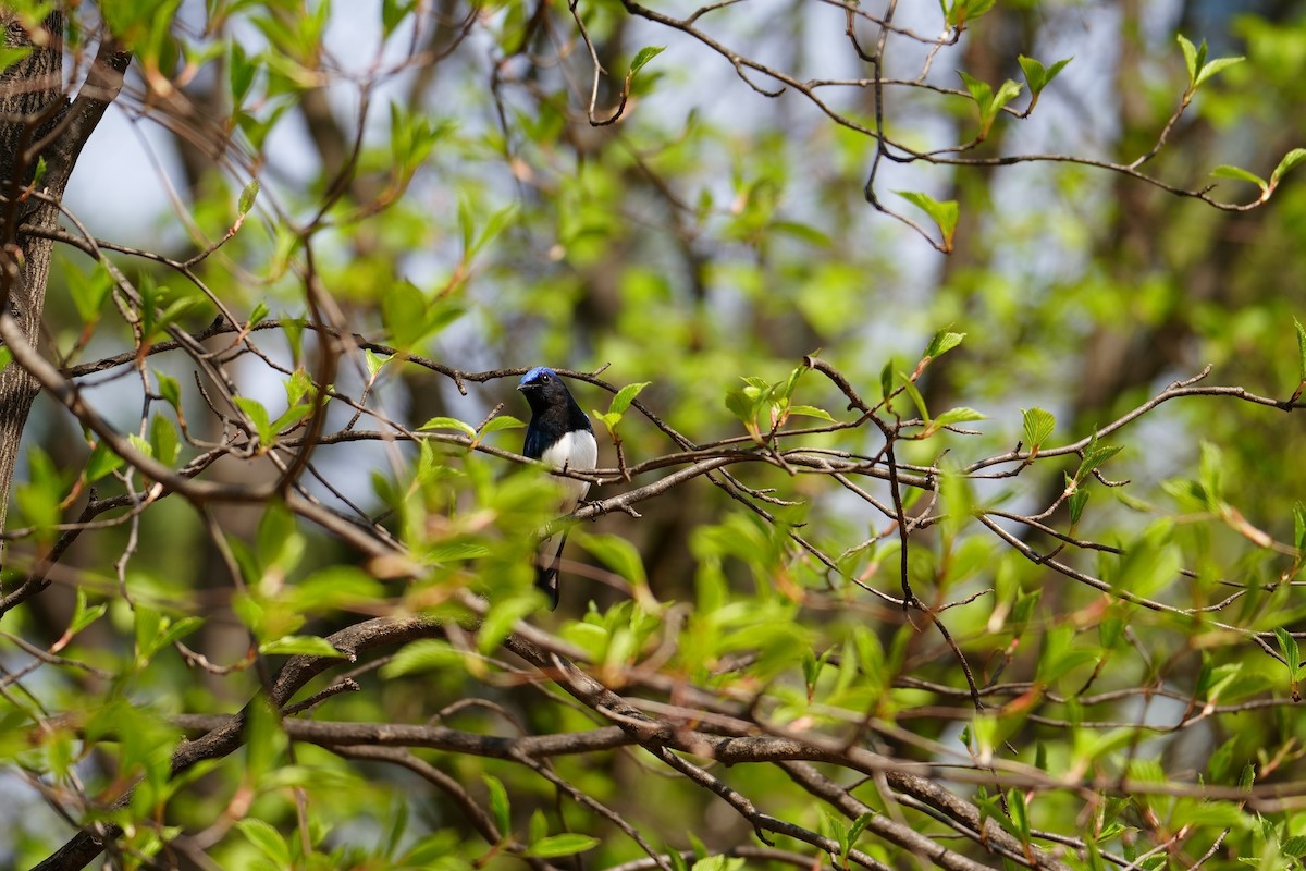 Blue-and-white Flycatcher - ML623468066