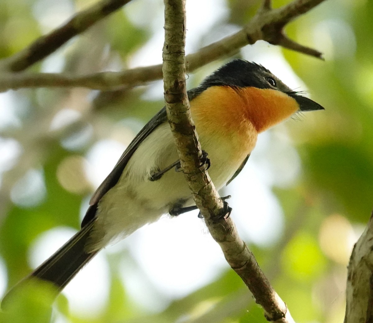 Broad-billed Flycatcher - Kathleen Horn