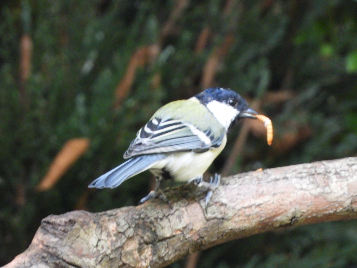 Japanese Tit - ML623468097