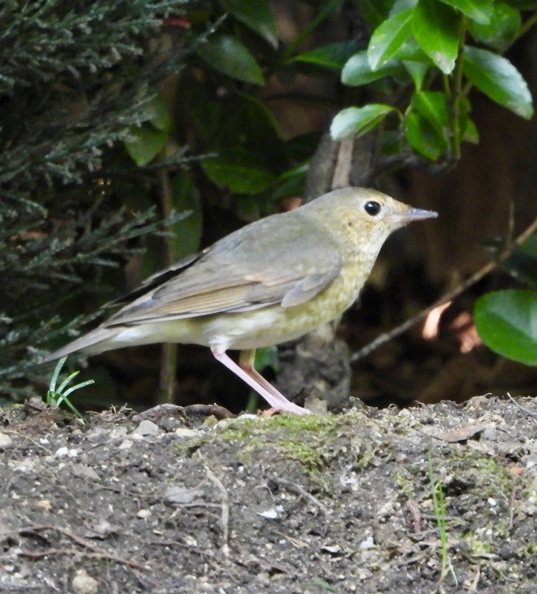 Siberian Blue Robin - ML623468114