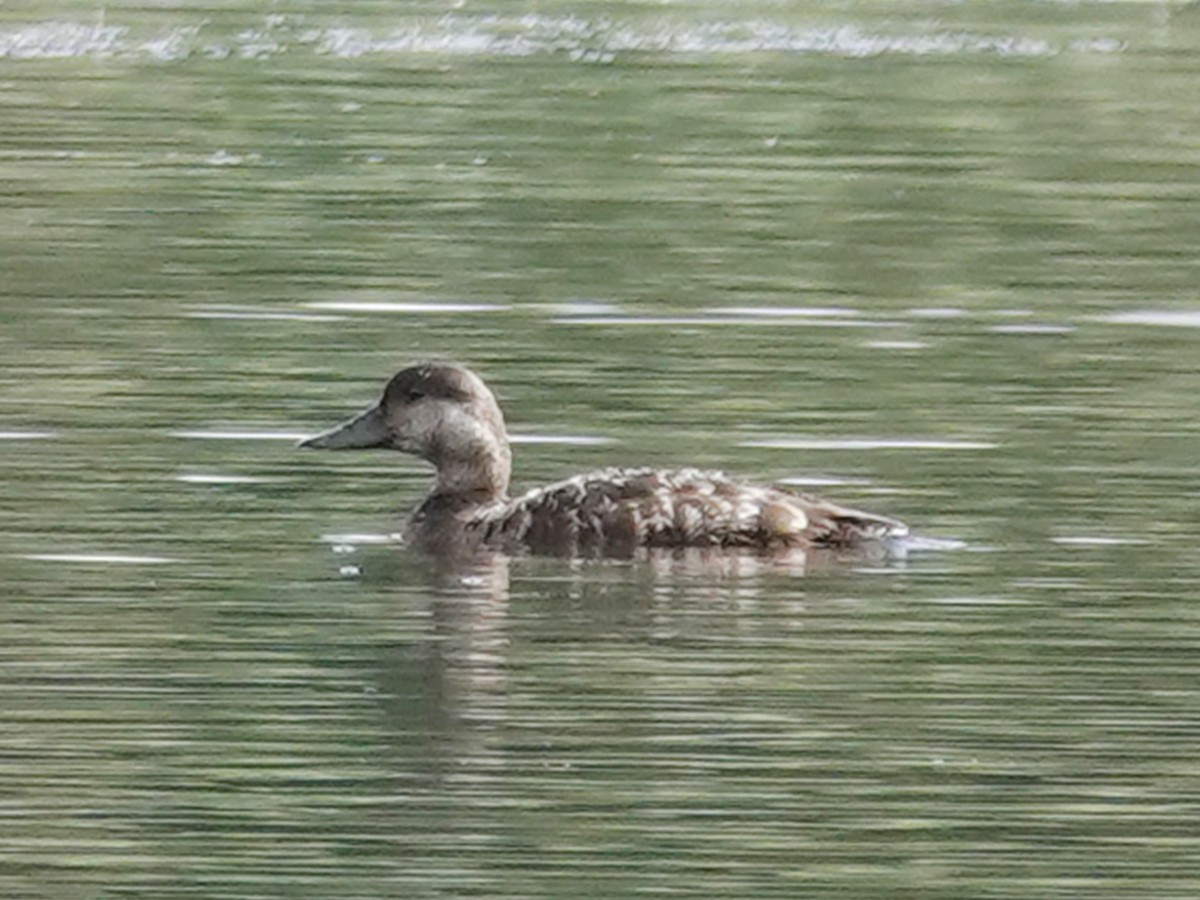 Common Scoter - ML623468129