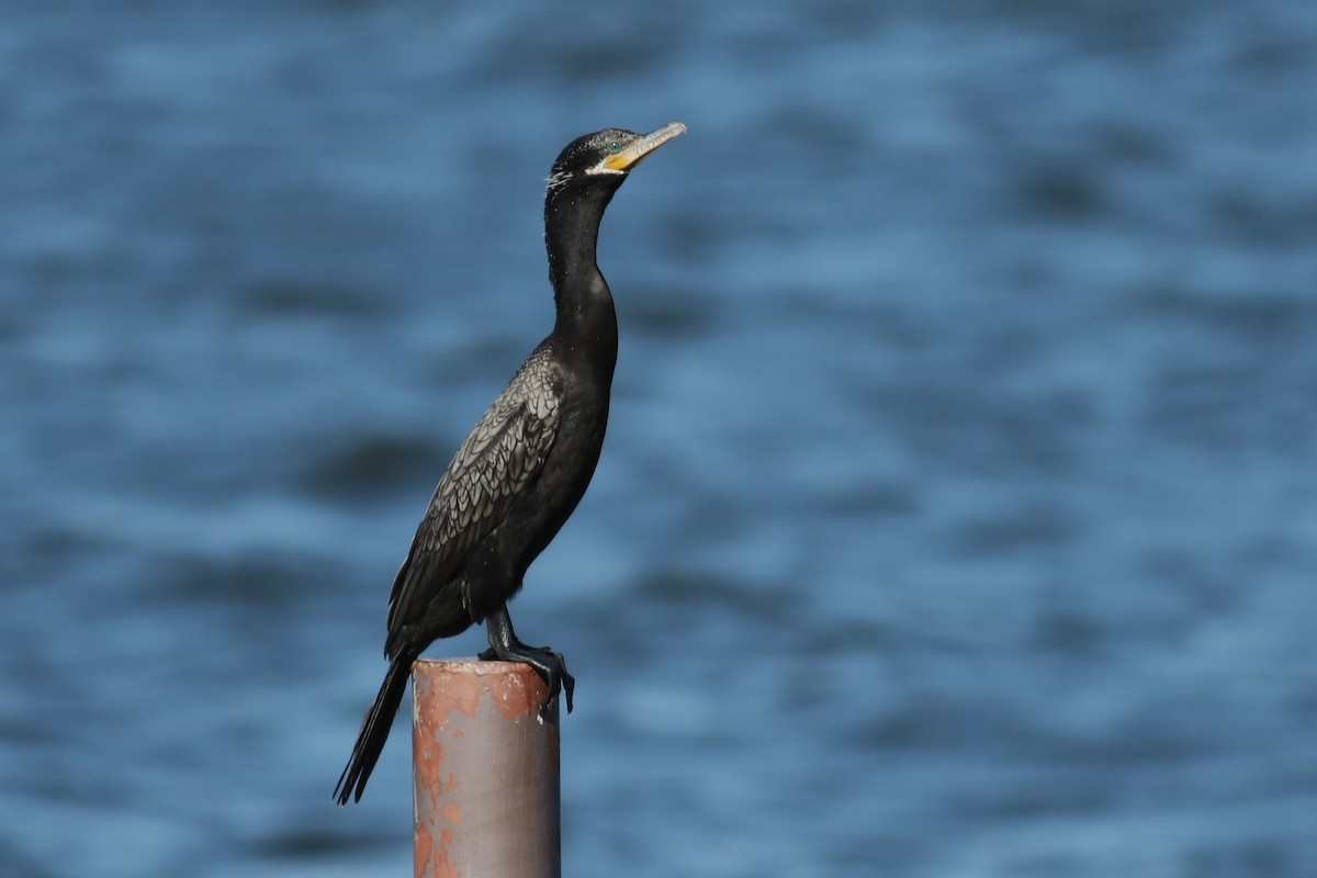Neotropic Cormorant - ML623468131