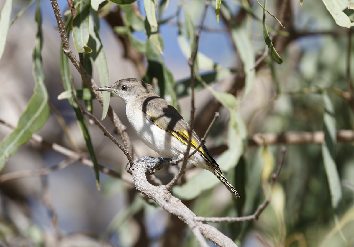 Rufous-throated Honeyeater - ML623468147