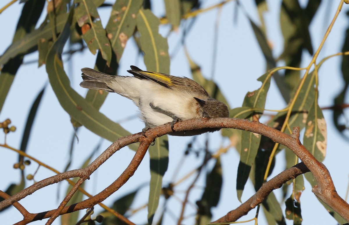 Rufous-throated Honeyeater - ML623468148