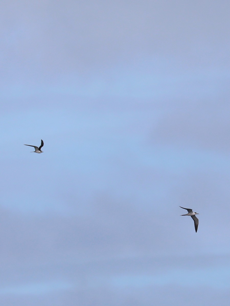 Sooty Tern - ML623468233